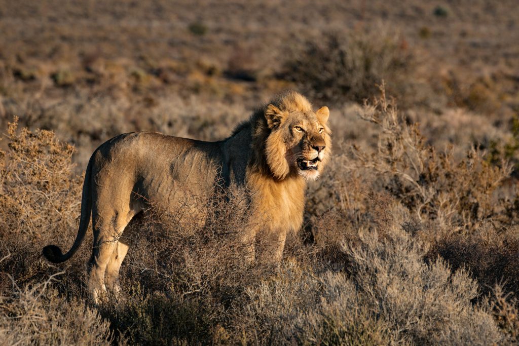 Africa